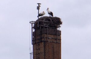 In der sächsischen Kleinstadt Mügeln gibt es Streit im Storchennest.