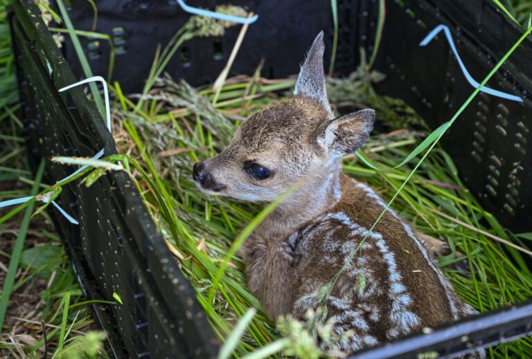 Bevor Landwirte zur Mahd aufs Grünland fahren, müssen sie dort versteckte Wildtiere aus der Gefsahrenzone bringen. (Archivfoto) Foto: Patrick Pleul/dpa