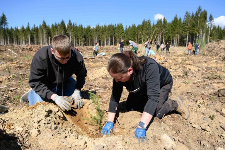 Die Pflanzhelfer Phillip Liebau und Vanessa Suffrian setzen eine Douglasie bei einer privaten Wiederaufforstungsaktion im Harz.  Foto: Swen Pförtner/dpa