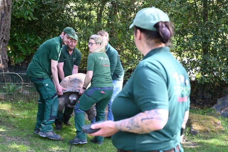 Riesenschildkröte Leopold bracht stolze 190 Kilogramm auf die Waage. Foto: David Hammersen/dpa