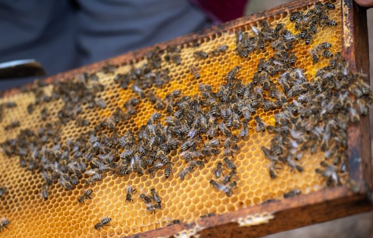 Nach dem Winter sind rund 10.000 Bienen in einem Stock. Foto: Harald Tittel/dpa