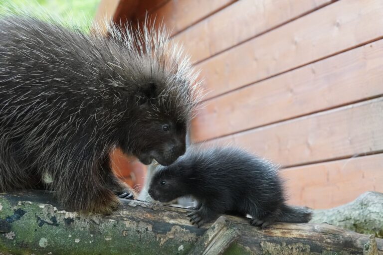 Süß, aber stachlig: Baumstachelschwein-Mama Birgit herzt ihren Nachwuchs. Foto: -/Tiergarten Kleve/dpa