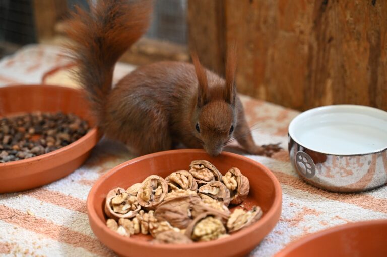 Es gibt Futter - ein Eichhörnchen kann sich in einer Auffangstation in Teltow an Walnüssen bedienen. Foto: Katharina Kausche/dpa