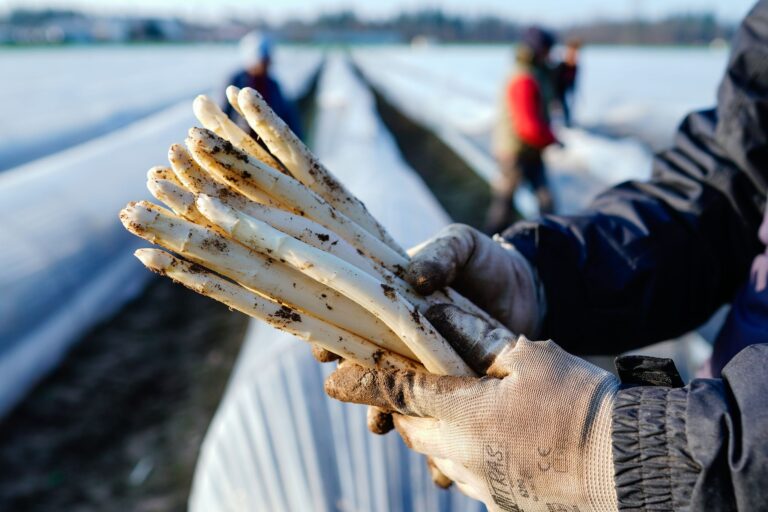 Die ersten Stangen Spargel sind in dieser Saison längst gestochen. Foto: Uwe Anspach/dpa
