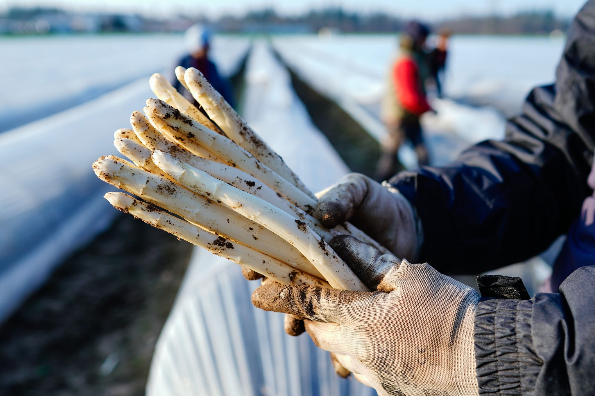 Das bleiche Gemüse ist wieder da – Spargel-Mythen und Fakten