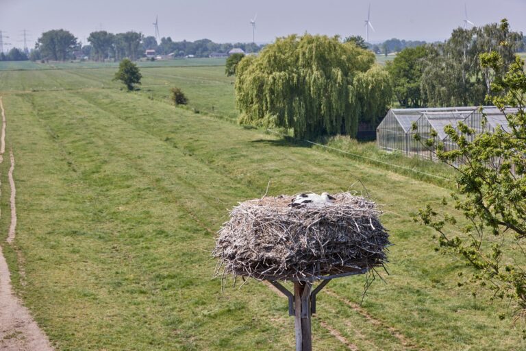 Den Hamburger Störchen geht es bislang gut. Die ersten Küken sind bereits geschlüpft. (Archivbild) Foto: Georg Wendt/dpa