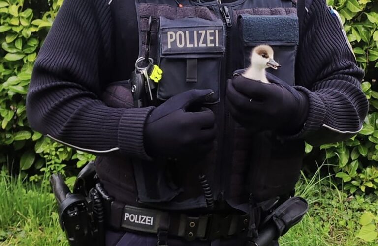 Ein Bundespolizist als Küken-Retter. Foto: -/Bundespolizeiinspektion Weil am Rhein/dpa