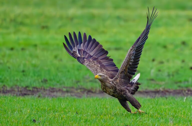 In Duisburg hat ein Seeadler-Paar Nachwuchs bekommen. (Archivbild)  Foto: Patrick Pleul/dpa