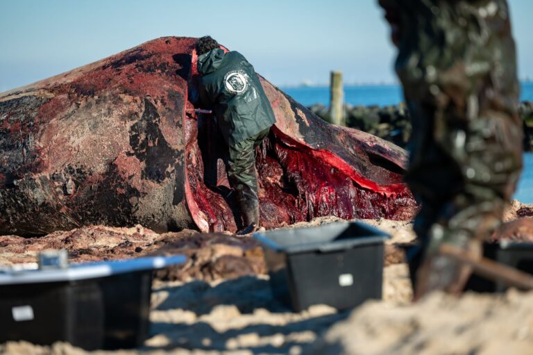 Auf Sylt nahmen die Wissenschaftler im Februar viele Proben, die jetzt weiter analysiert werden. (Archivbild) Foto: Jonas Walzberg/dpa