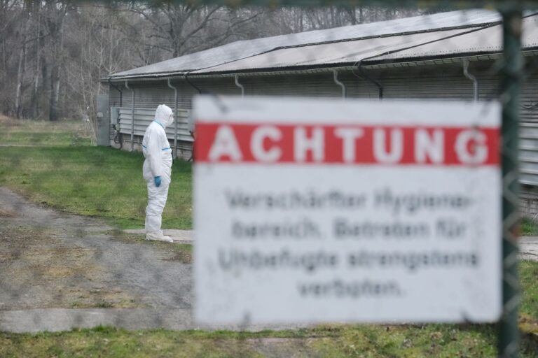 Am 28. März war der Ausbruch der Geflügelpest in der Stadt Kemberg amtlich festgestellt worden. (Archivbild) Foto: Sebastian Willnow/dpa
