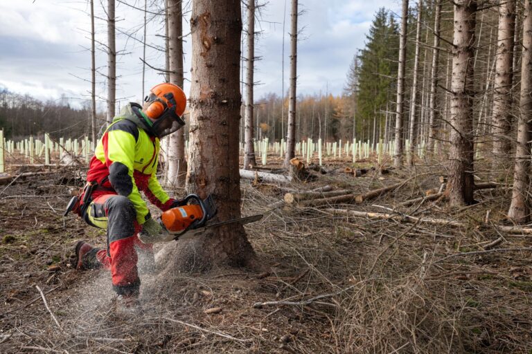 Hier hilft nur noch fällen: Rund 23 Prozent der Thüringer Waldflächen sind beschädigt - meist durch den Borkenkäfer. (Archivbild) Foto: Michael Reichel/dpa