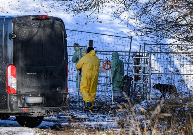 Wegen des Ausbruchs der Maul- und Klauenseuche entstand bei den Betrieben in Brandenburg ein Millionenschaden. (Archivbild) Foto: Patrick Pleul/dpa