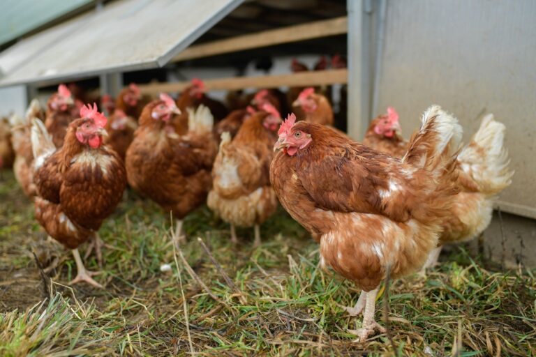 Besonders artgerecht leben Legehennen in sogenannten Mobilställen. Dabei handelt es sich um kleine Stallanlagen, die regelmäßig auf der Weide versetzt werden.  Foto: Uwe Anspach/dpa/dpa-tmn