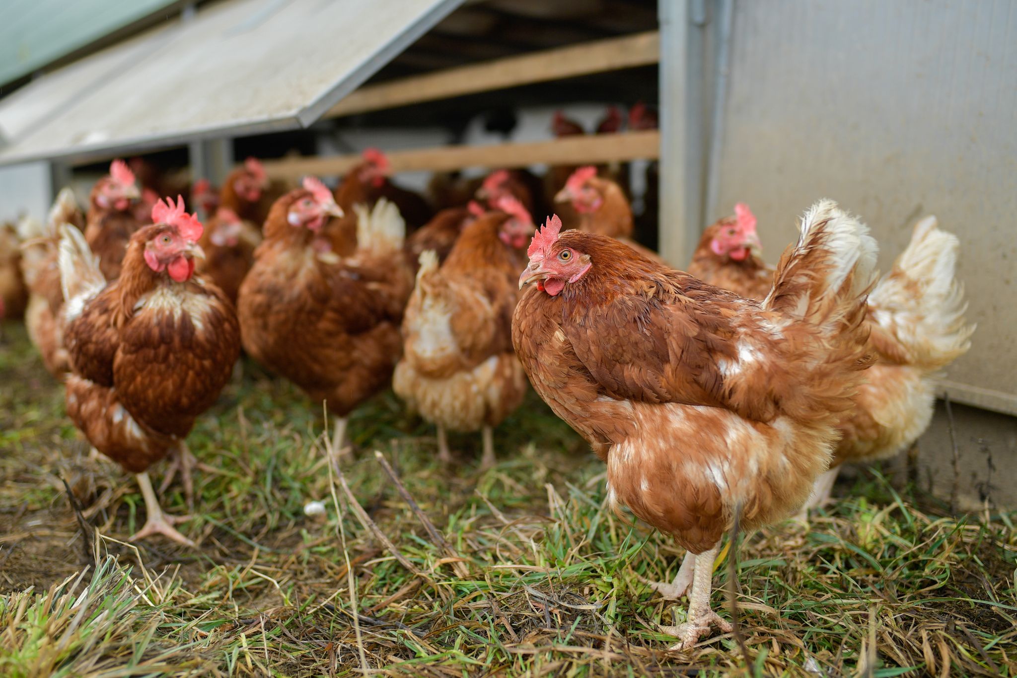 Eier ohne Tierquälerei – worauf Sie achten können