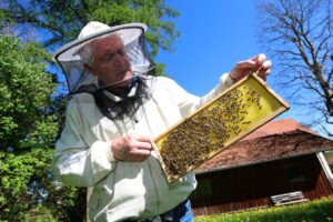 Imker Simon Nuschele hält nahe der Erlebnisimkerei in Seeg im Ostallgäu eine Halbwabe, auf der Bienen sitzen.