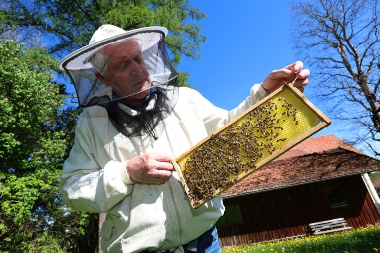 Imker Simon Nuschele hält nahe der Erlebnisimkerei in Seeg im Ostallgäu eine Halbwabe, auf der Bienen sitzen.  Foto: Karl-Josef Hildenbrand/dpa