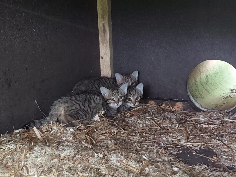Nachwuchs bei den Wildkatzen in ihrem Gehege im Wildgatter Oberrabenstein. Foto: Stefanie Flade/Tierpark Chemnitz/dpa