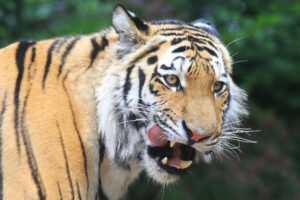 Für Tigerdame Stormi war es die erste Geburt - und dann gab es gleich Fünflinge. (Archivbild)