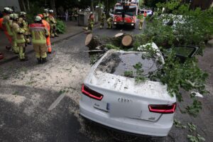 Warum der Baum umkippte, war noch unklar. Einen Sturm gab es nicht.