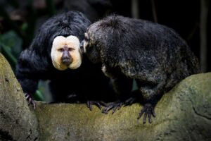 Touristen sollen die Weißkopfsakis am Schwanz gezogen und gefüttert haben - hier ist ein Tier aus der Schweiz zu sehen.