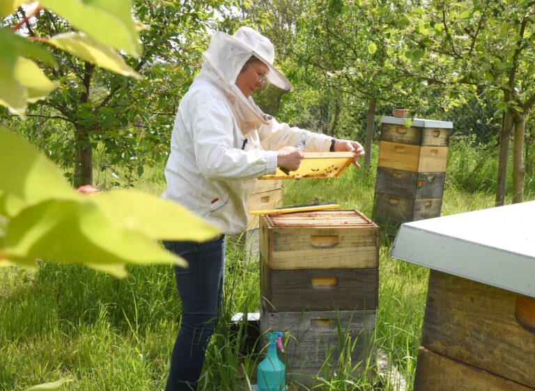 Alle Hände voll zu tun: Sachsens Imker müssen ihren Bienen derzeit viel Zeit widmen. Foto: Waltraud Grubitzsch/dpa