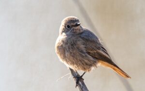 Bei der Vogelzähl-Aktion der Naturschützer vom Nabu sollen Teilnehmende dieses Mal besonders den Hausrotschwanz in den Fokus nehmen. (Archivbild)