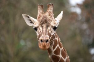 Der zweijährige Giraffenbulle Tilodi ist gestorben.