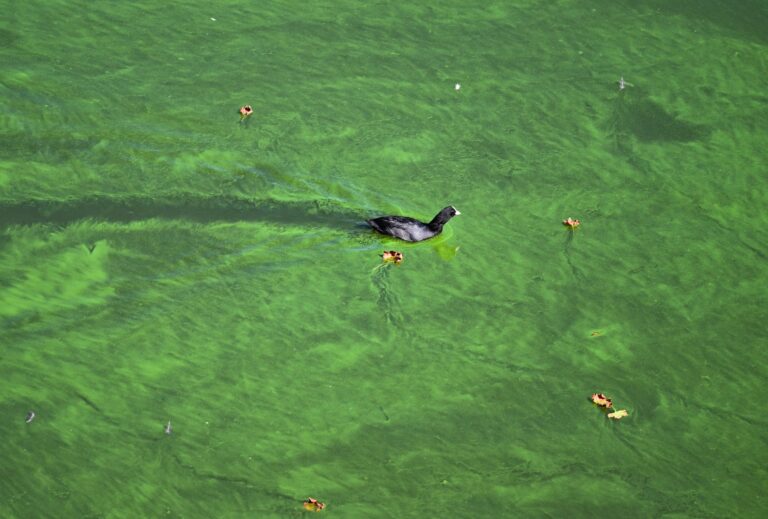 Blaualgen sind mikroskopisch kleine Bakterien. (Archivbild) Foto: Soeren Stache/dpa