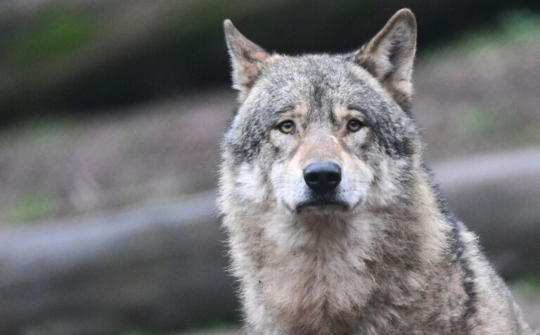 Der Wolfsrüde GW4389m bei Donaueschingen ist sesshaft. (Symbolbild)  Foto: Bernd Weißbrod/dpa