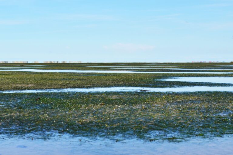 Bei einer Fachtagung Anfang Juni in Wilhelmshaven wollen Experten über den Rückgang der Seegraswiesen beraten. Foto: Marc Herlyn/NLWKN/dpa