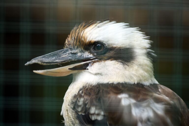 In dem Transporter befand sich unter anderem ein Jägerliest. (Symbolbild) Foto: Soeren Stache/dpa-Zentralbild/dpa