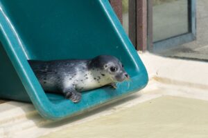 Im Aufzuchtbereich soll Heuler Ariel auf ein Leben in Freiheit vorbereitet werden.