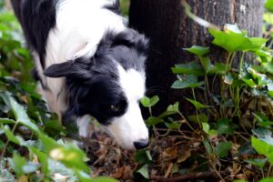 Ein Border Collie schnüffelt sich durch sein Revier. Vergiftete oder mit gefährlichen Gegenständen gespickte Köder jagen Hundefreunden immer wieder Angst ein.
