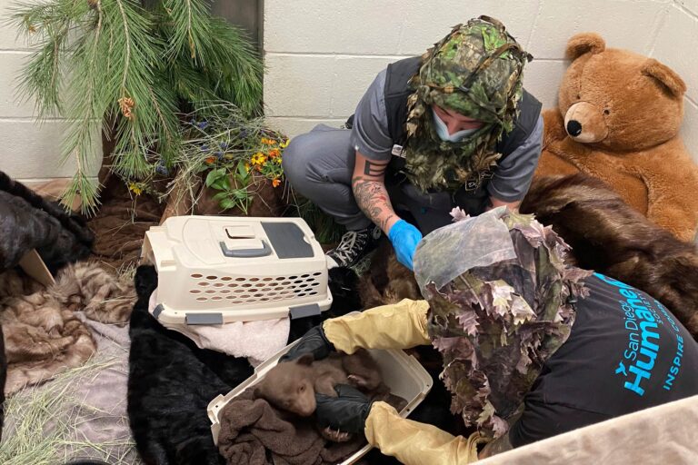 Mit Hilfsmitteln bemühen sich Pfleger um eine möglichst natürliche Umgebung für den Bärennachwuchs. Foto: -/San Diego Humane Society/AP/dpa