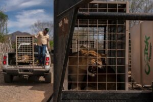 Das Wildtierreservat Ostok wurde 2021 gegründet.