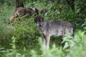 Mit dem neuen Territorium gibt es in Thüringen damit fünf Gebiete, die offiziell als Wolfsreviere gelten. (Archivbild)