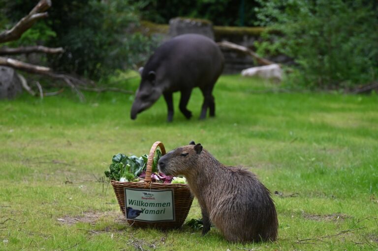 Neues Revier zu entdecken: Die Wasserschweine und Tapire haben ihr neues Gehege nun direkt am Eingang. Foto: David Hammersen/dpa