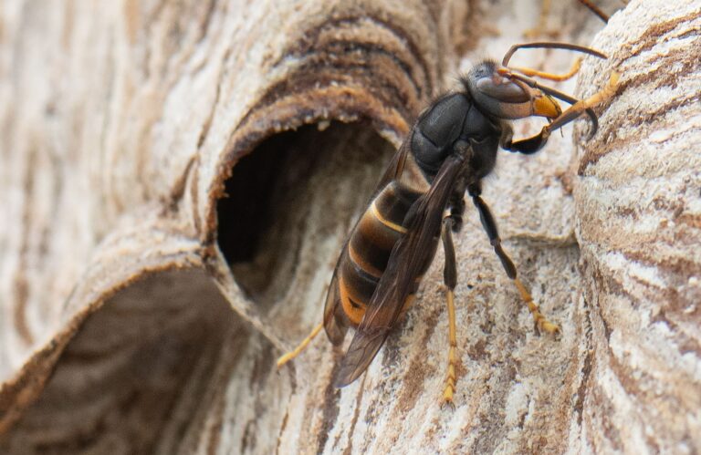 Die Asiatische Hornisse vertilgt eine Vielzahl von Insektenarten. (Archivbild) Foto: Boris Roessler/dpa