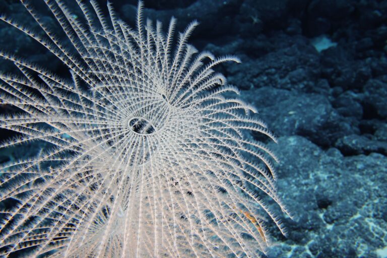 Die Tiefsee steckt voller erstaunlicher Kreaturen. Foto: -/Ocean Discovery League/NOAA/dpa