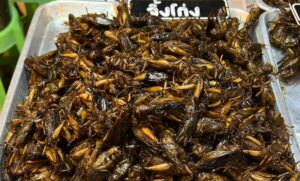 Insekten als Tierfutter könnten einen Beitrag zur Verringerung des CO2-Ausstoßes in der Lebensmittelproduktion leisten. (Symbolfoto)