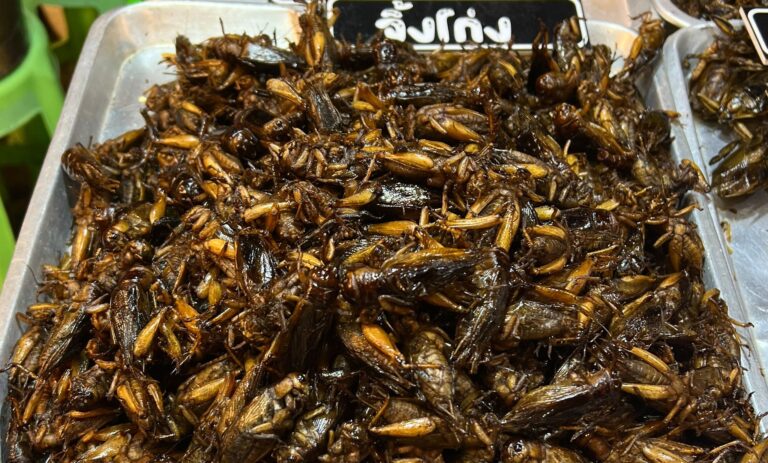 Insekten als Tierfutter könnten einen Beitrag zur Verringerung des CO2-Ausstoßes in der Lebensmittelproduktion leisten. (Symbolfoto)