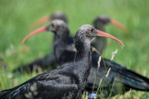 Die Vögel kommen selten vor. (Archivbild)