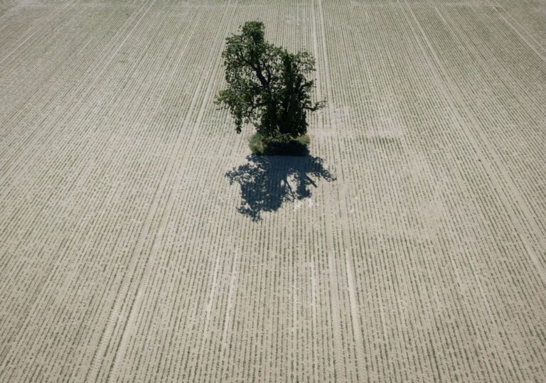 Trockenheit macht der Landwirtschaft zu schaffen. (Archivbild) Foto: Boris Roessler/dpa