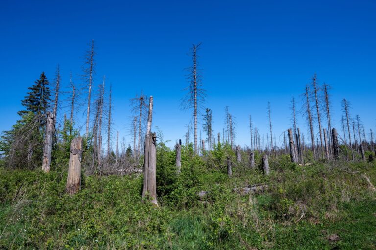 Der Wald ist im Umbruch - aus dem alten Wald entsteht ein neuer Wald. Foto: Harald Tittel/dpa