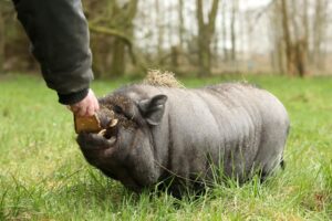 Kein Haustier wie alle anderen: Sogenannte Minischweine sind im Wohngebiet nicht automatisch erlaubt.