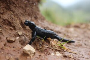 Der LBV möchte mehr über die Verbreitung des schwarz glänzenden Salamanders erfahren, um diesen besser schützen zu können.