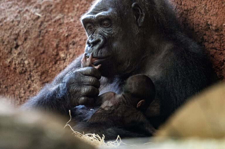 Auch Gorillas zählen zu den bedrohten Tierarten. (Symbolbild) Foto: Vondrou Roman/CTK/dpa