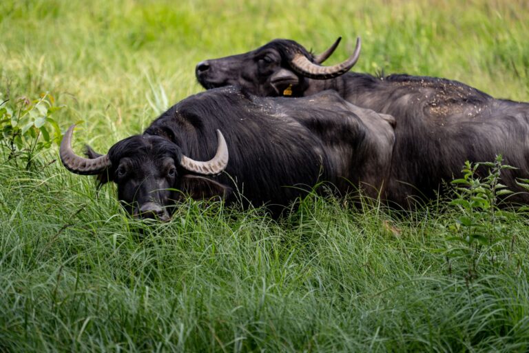 Zwei Kühe mit jeweils einem Kalb weiden bald auf der Insel (Archivbild). Foto: Fabian Sommer/dpa