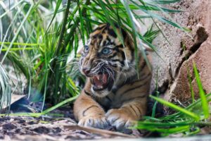 Rasmi, einer der zwei kleinen Sumatra-Tiger reagiert im Zoo Frankfurt, als er erstmals der Öffentlichkeit vorgestellt wird.