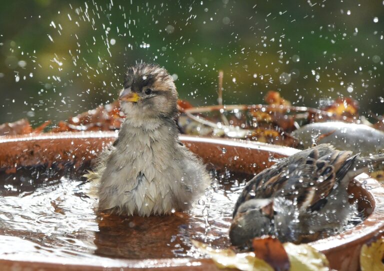Tiertränken sollten laut dem Bremer Tierschutzverein flach sein und an schattigen Orten aufgestellt werden. (Symbolbild)